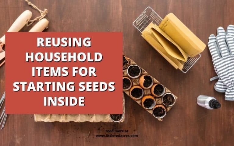 Reusing Household Items for Starting Seeds Inside
