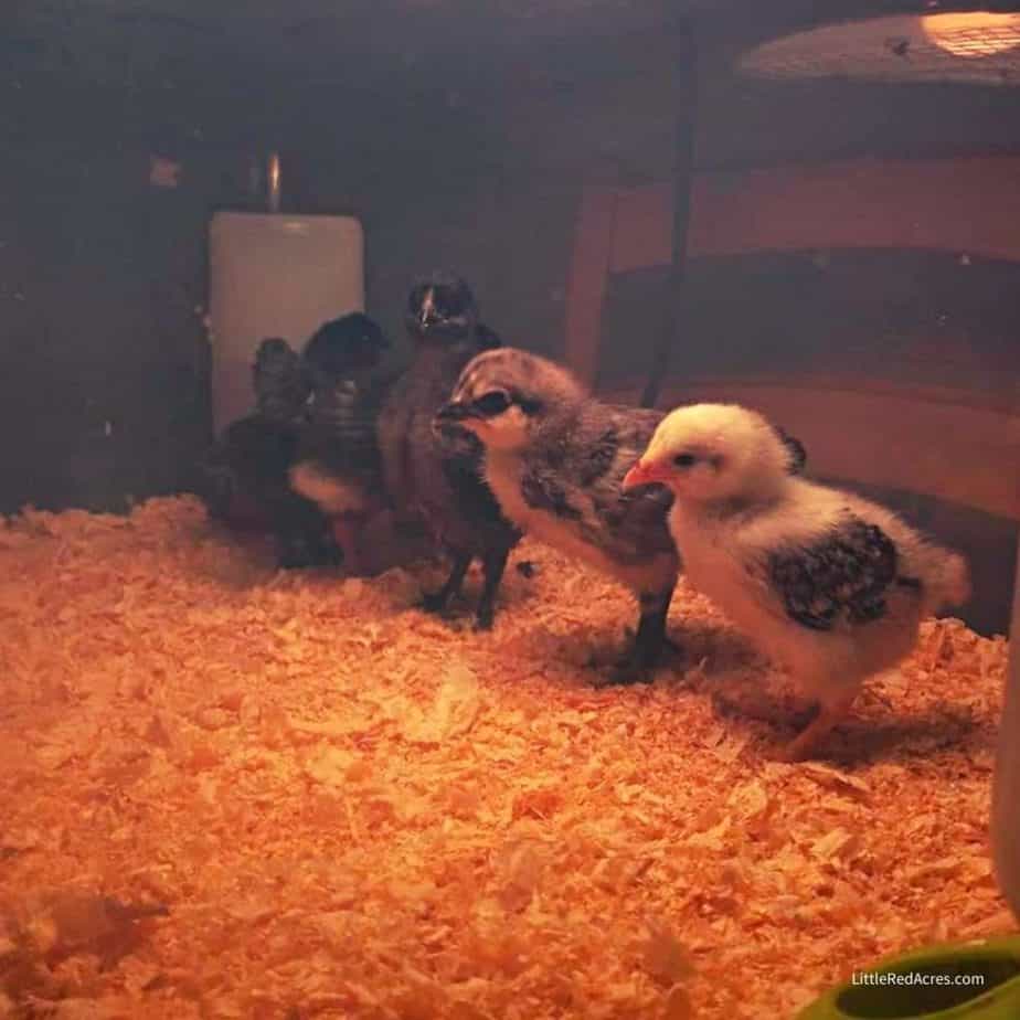 The First 6 Weeks of Raising Chicks - chicks in brooder
