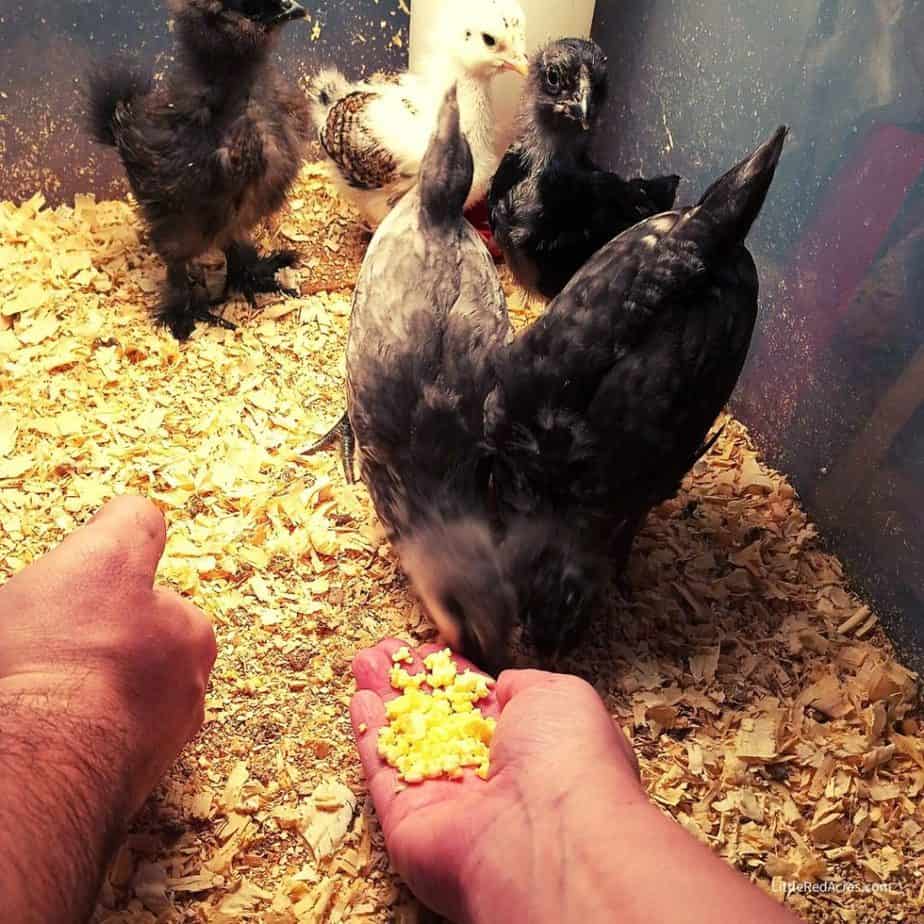 The First 6 Weeks of Raising Chicks - chicks in brooder eating scrambled egg