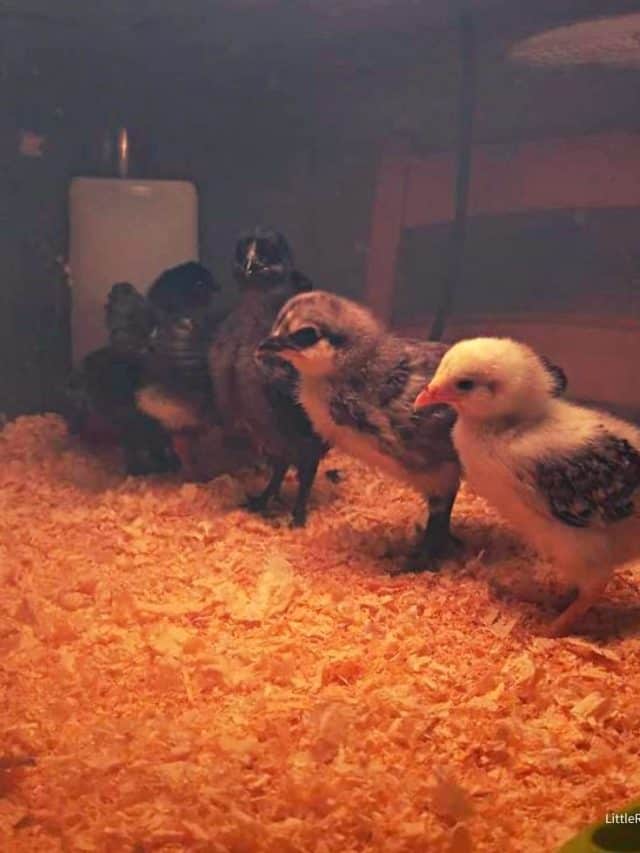 cropped-The-First-6-Weeks-of-Raising-Chicks-chicks-in-brooder.jpg