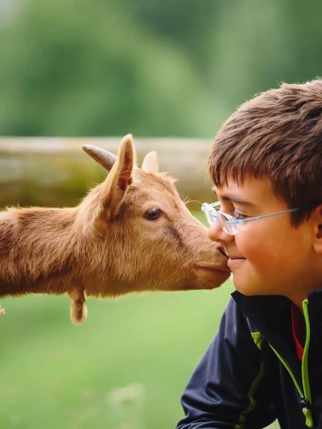 goat and boy child