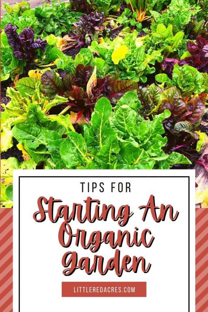 Tips For Starting An Organic Garden  lettuce with text overlay