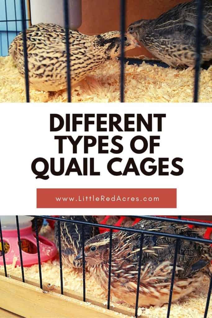 Different Types of Quail Cages - 2 pictures of quails with text overlay