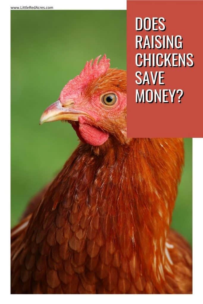 Does raising chickens save money? Pinterest image with text overlay