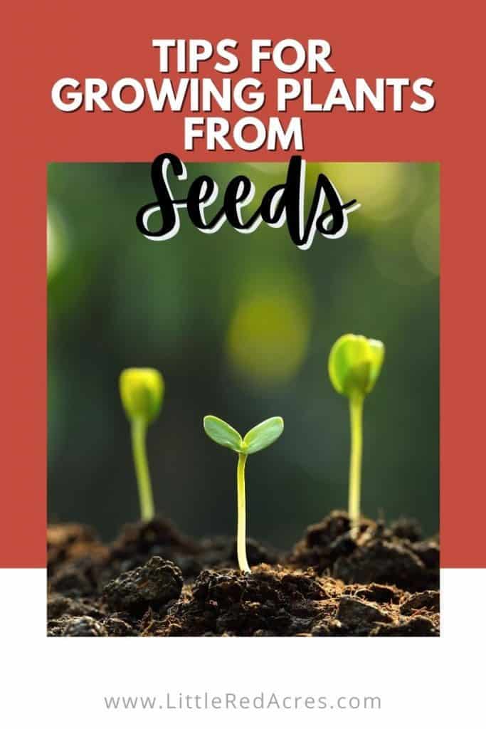 Tips for Growing Plants from Seeds - 3 seedlings growing with text overlay
