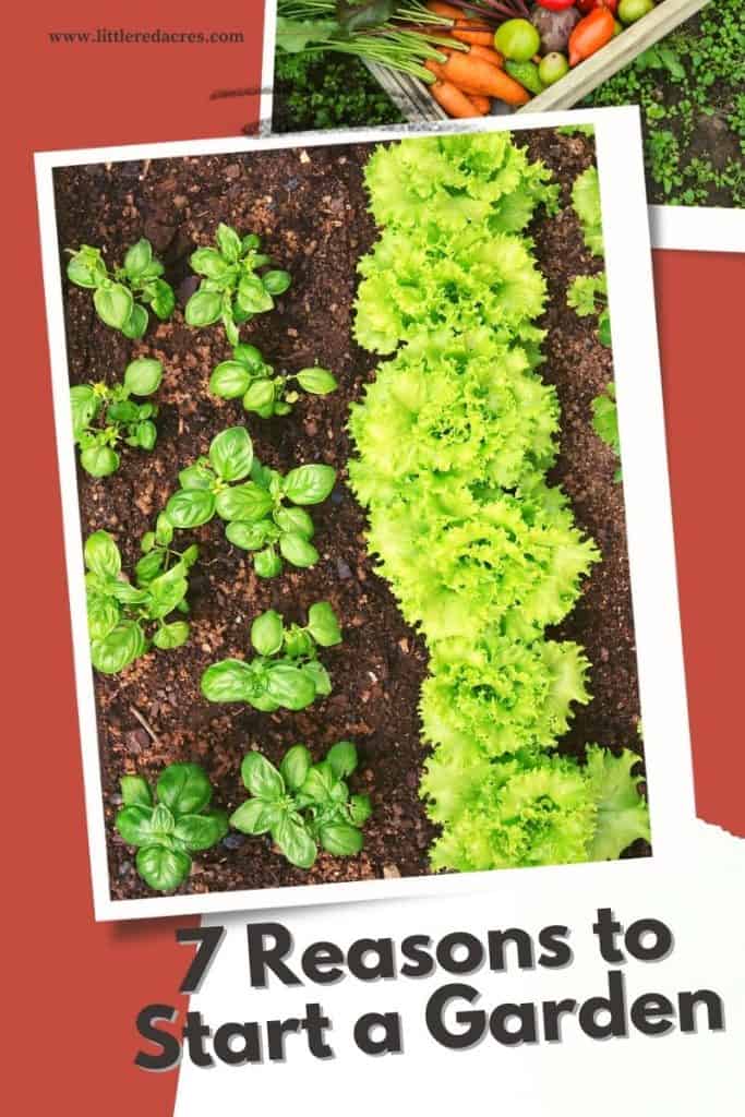 lettuce growing in rows with red background and text overlay