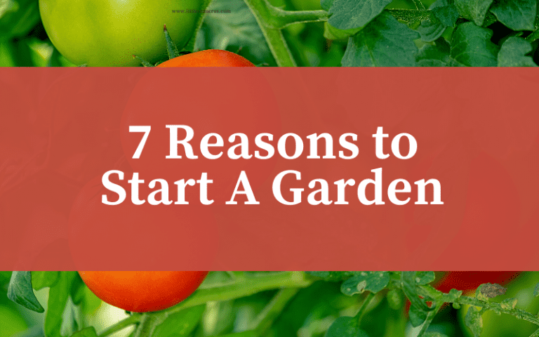 7 Reasons to Start a Garden