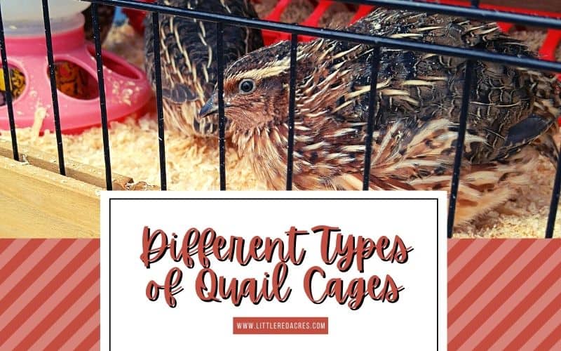 Different Types of Quail Cages social media image of male quail with text overlay