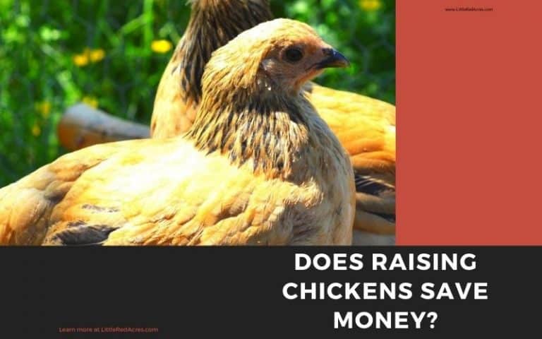 Does Raising Chickens Save Money?