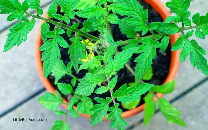 Tips For Starting An Organic Garden - container gardening tomato plant
