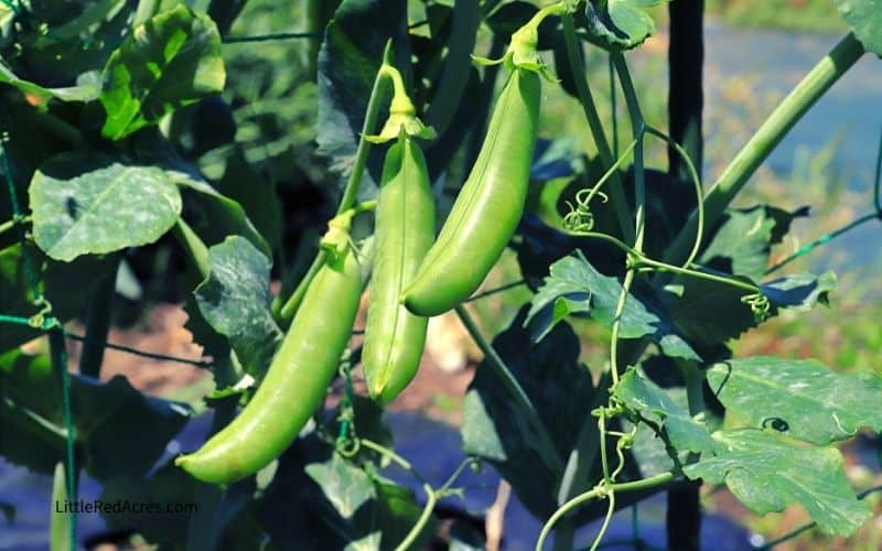 Tips For Starting An Organic Garden - snap peas