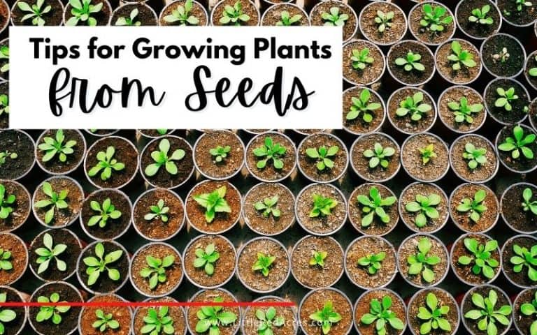 Tips for Growing Plants from Seeds