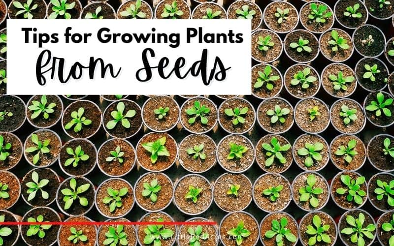 Tips for Growing Plants from Seeds seedlings growing in small pots with text overlay