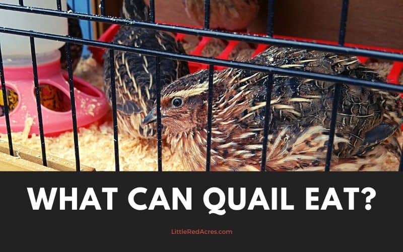 coturnix quail in their cage with text overlay