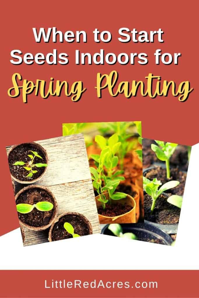 When to Start Seeds Indoors for Spring Planting pinterest image of seedlings with text overlay