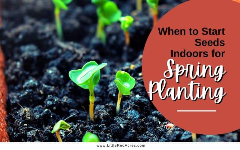 When to Start Seeds Indoors for Spring Planting social media image of seedlings with text overlay