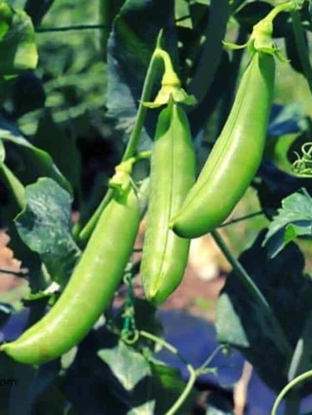 7 Reasons to Grow Edible Landscape Plants