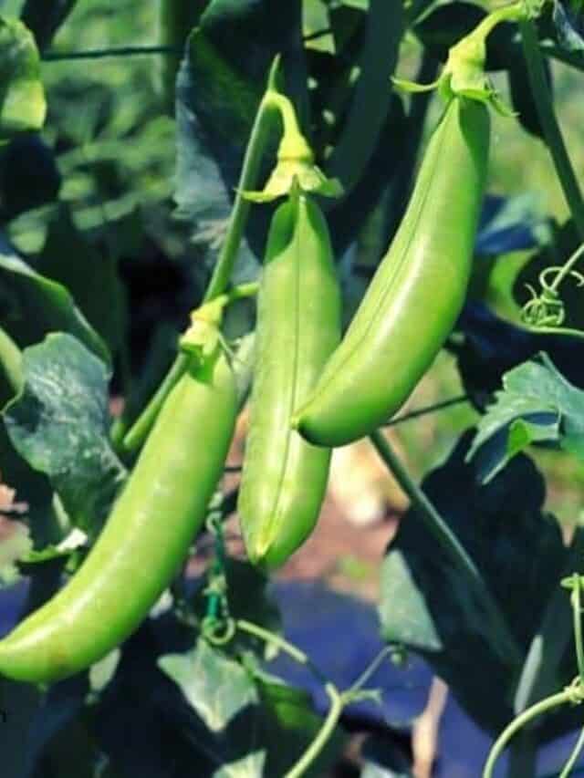 Reasons to Grow Edible Landscape Plants