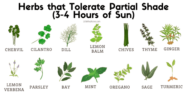image of Herbs that tolerate partial shade