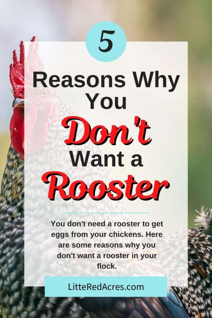 rooster with text overlay