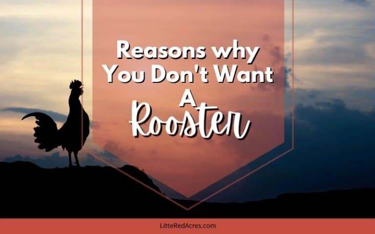 5 Reasons Why You Don’t Want a Rooster