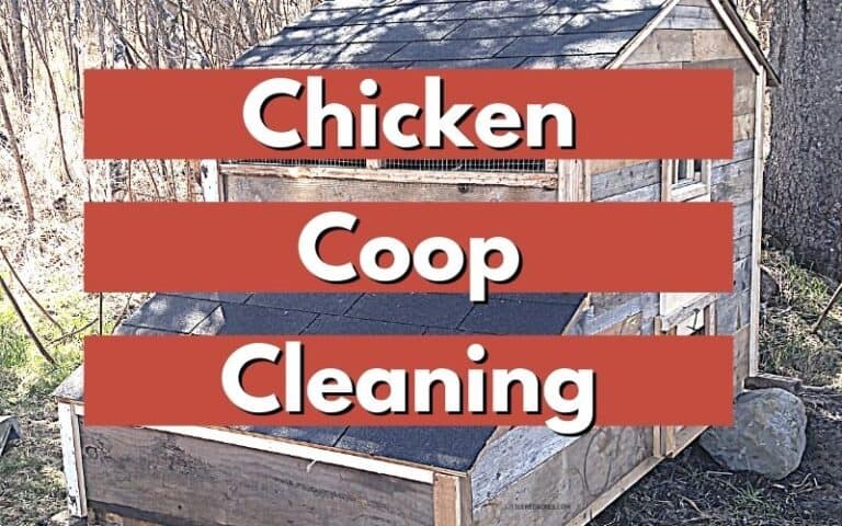 Chicken Coop Cleaning