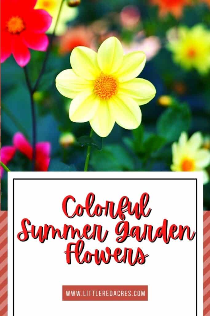 summer flowers with text overlay