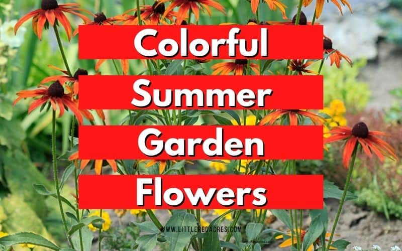 garden flowers with text overlay