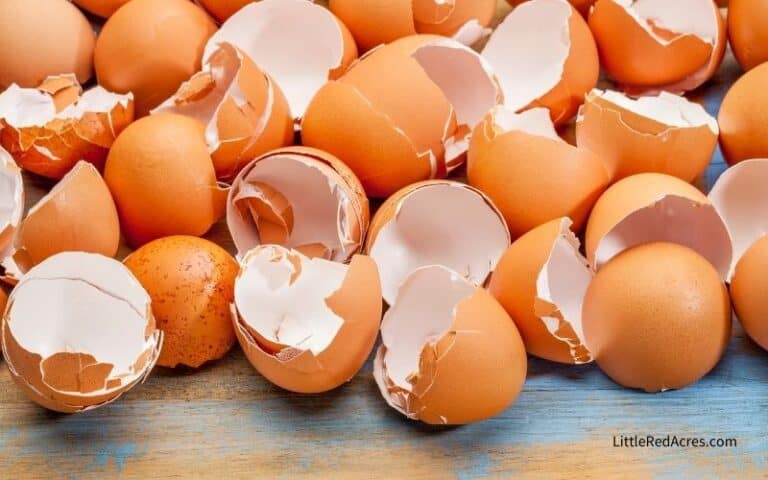 What to Do with Eggshells