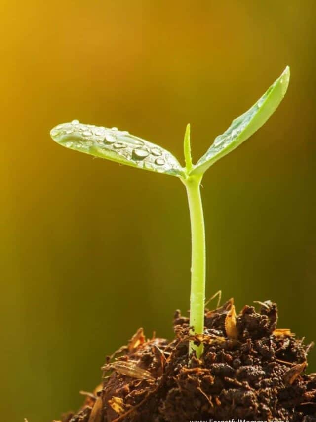 new seedling