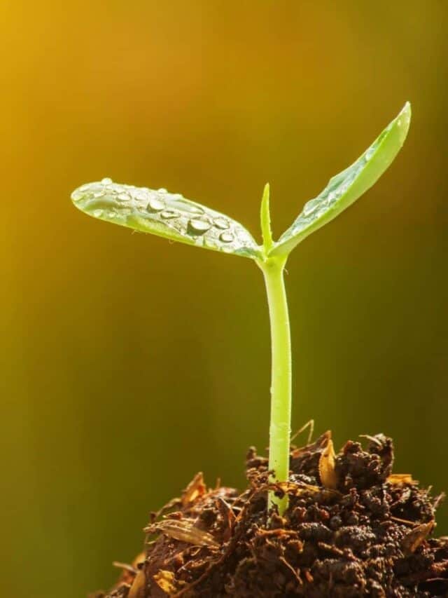 Gardening Mistakes You Could Be Making