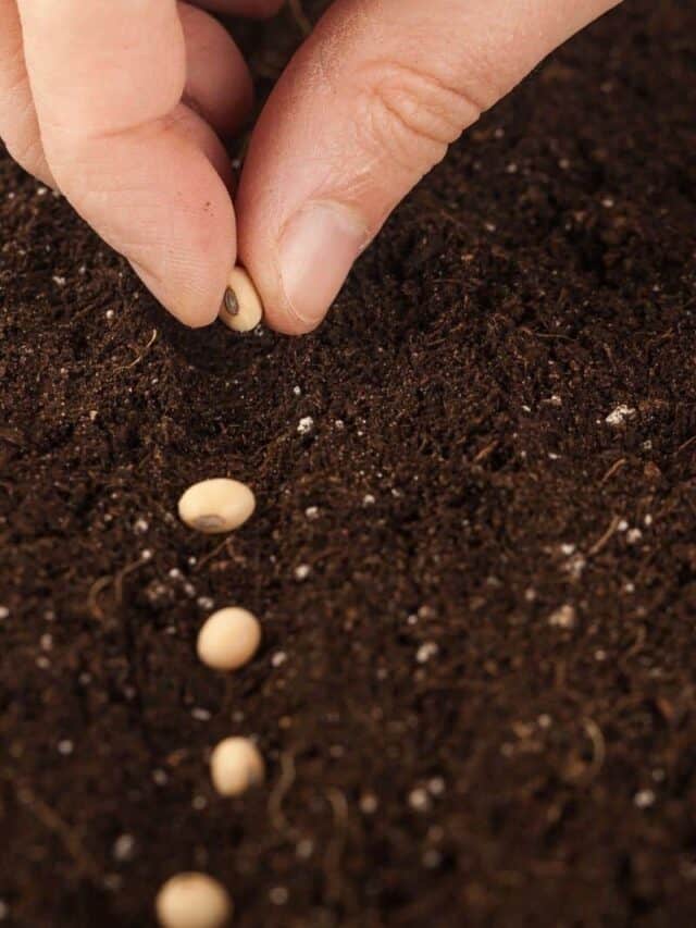 hand planting seeds in soil