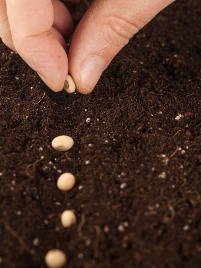 hand planting seeds in soil-3-1.jpg