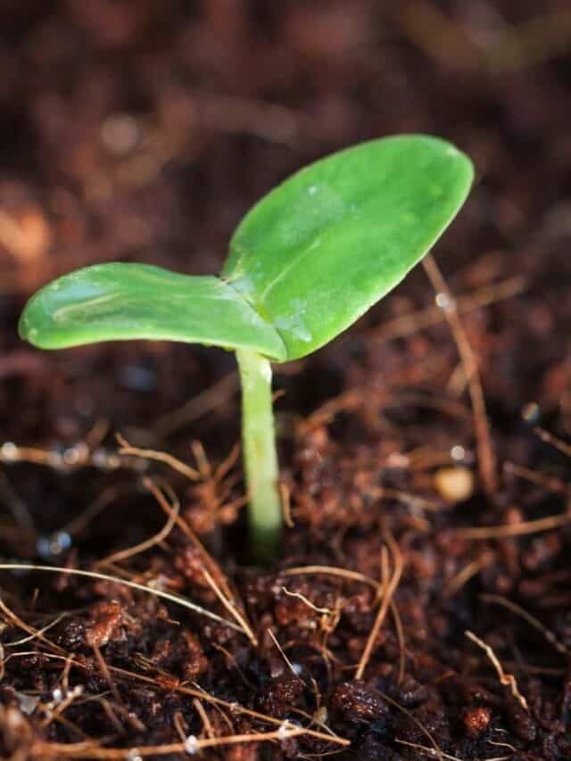 Why You Should be Growing Heirloom Vegetables