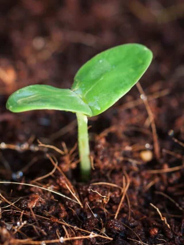 new seedling