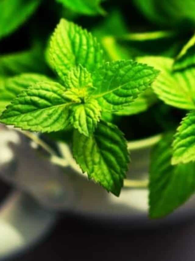 cropped-mint-growing-in-white-pot-1.jpg