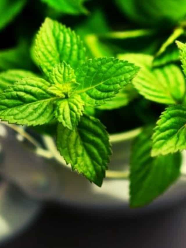 cropped-mint-growing-in-white-pot.jpg