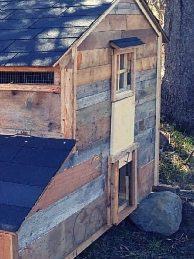 Winter Chicken Coop Bedding