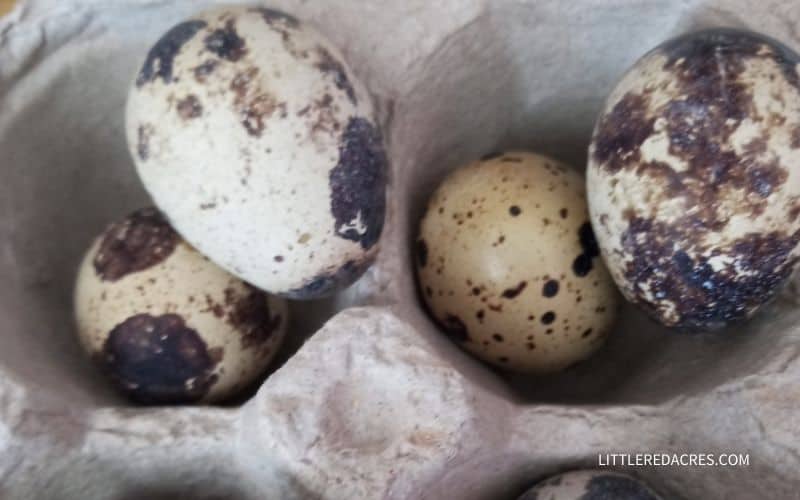 coturnix quail eggs in carton