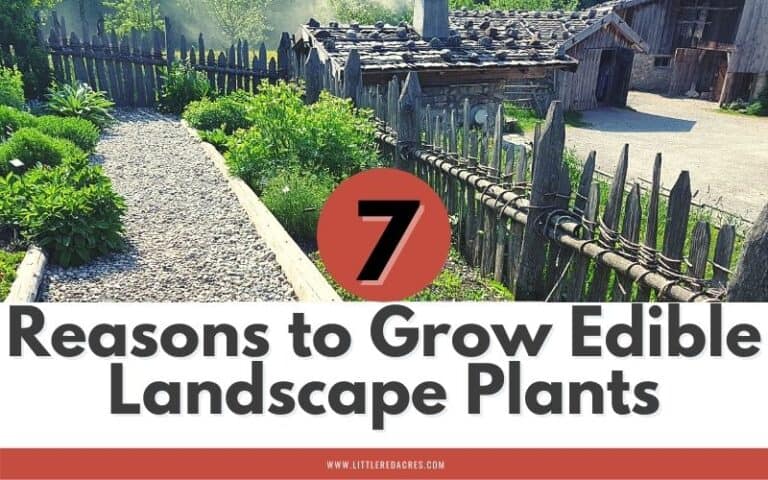 7 Reasons to Grow Edible Landscape Plants