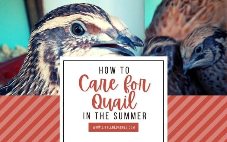 Caring for Quail in the Summer