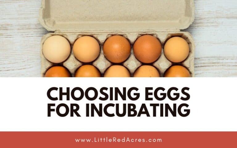 Choosing Eggs for Incubating