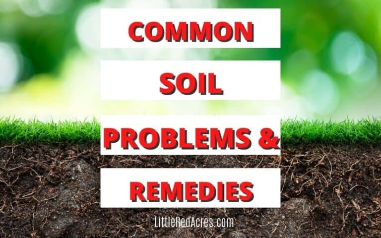 Common Soil Problems and Remedies
