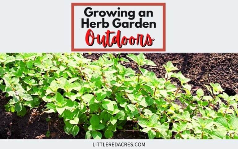 Growing an Herb Garden Outdoors