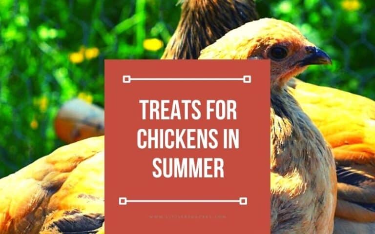 Treats for Chickens in Summer