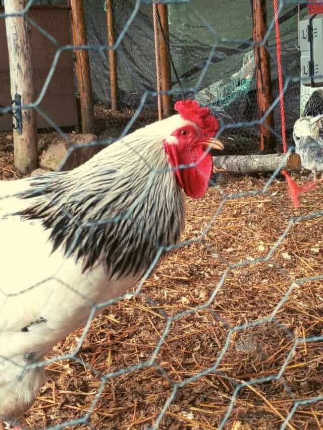 cropped-Mister-the-Rooster.jpg