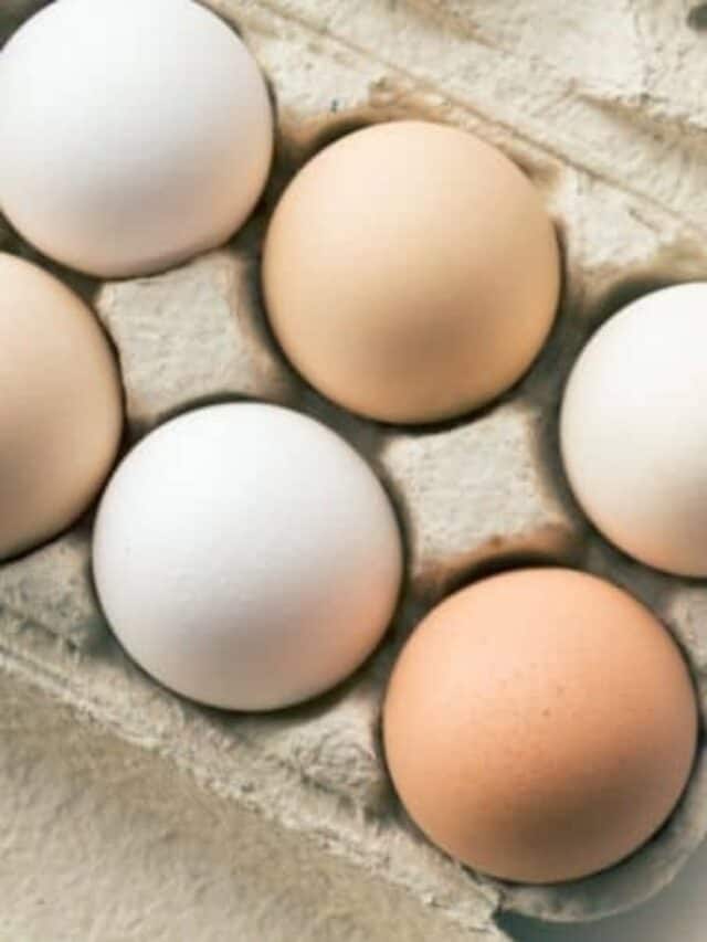cropped-eggs-in-carton-1.jpg