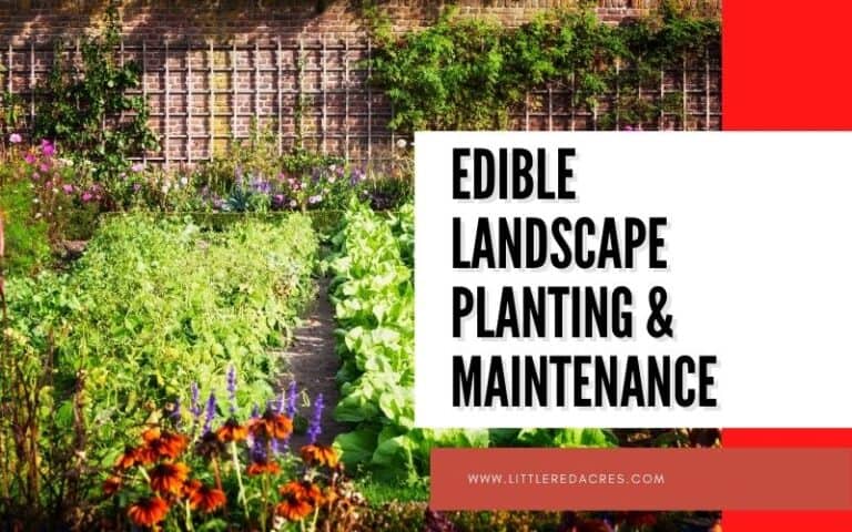 Edible Landscape Planting and Maintenance