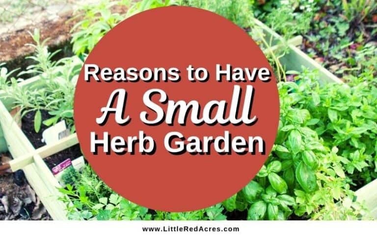 8 Reasons to Have A Small Herb Garden