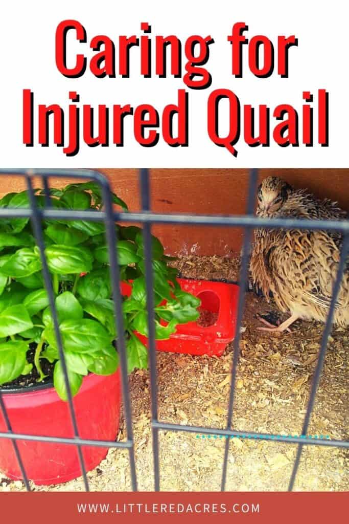 quail in cage with with basil plant and text overlay